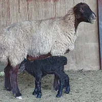 تعداد ۱۳راس میش قزل افشار بره دار ۱۴راس بره|حیوانات مزرعه|طسوج, |دیوار