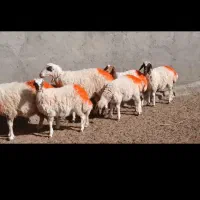 میش جملی|حیوانات مزرعه|کاشمر, |دیوار