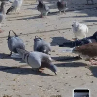 کبوتر آلمانی|پرنده|سبزوار, رباط|دیوار