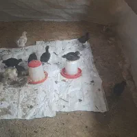 جوجه محلی دوماهه گیلانی