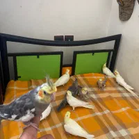 عروس هلندی