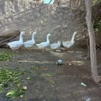 غوغاز|حیوانات مزرعه|دهدشت, |دیوار