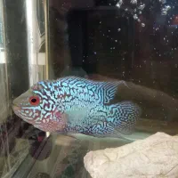 ماهی فلاور کامفا