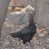 معاوضه مرغ لاری