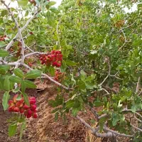 باغ پسته با یک سویت ۴۰ متری در اسلامیه|فروش دفتر صنعتی، کشاورزی، تجاری|اسلامیه, |دیوار