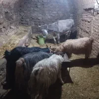 فروش الاغ گله ای و بز ابستن|حیوانات مزرعه|فریدونشهر, |دیوار