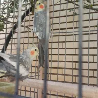 جفت عروس هلندی
