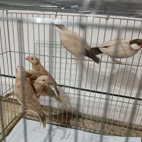 فنچ نرگسی شکلاتی|پرنده|تهران, بهمن یار|دیوار