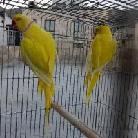 جفت ملنگو لوتینو کینگ سایز مولد