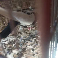 کبوترقارنی قره وککیلی|پرنده|اردبیل, |دیوار