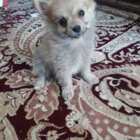 یک عددسگ پامرخرسی