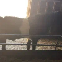 بزغاله پاکستانی اصل|حیوانات مزرعه|شهرضا, |دیوار