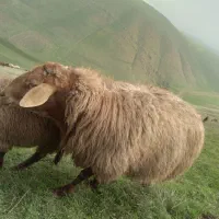 قوچ با بز سانن دوتاشم دامازدق