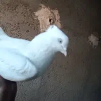 سفید کلایی چشم سفید