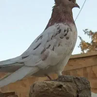 حیوانات مزرعه (کبوتر)|پرنده|خان ببین, |دیوار