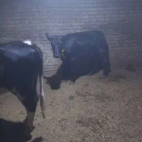 گاو