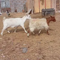 انواع گوسفند|حیوانات مزرعه|بم, |دیوار