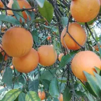 2تن پرتقال تامسون و1تن خونی