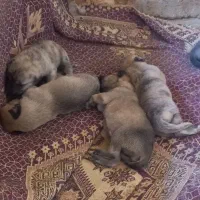 توله پاکوتاه