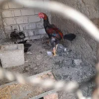 فروش خروس خوب سرحال