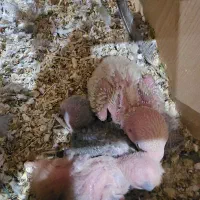 ۴عدد جوجه طوطی برزیلی