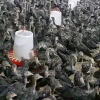 فروش بوقلمون یک روزه یک ماهه