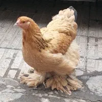 مرغ برهما گریدA