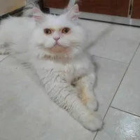 گربه نر