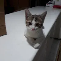 گربه|گربه|سنندج, |دیوار