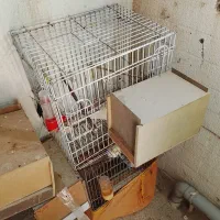 چند جفت عروس هلندی مولد با قیمت مناسب|پرنده|مینودشت, |دیوار