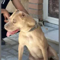 واگذاری سگ پیتبول