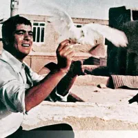 طالب مرغابی نر