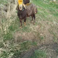 قوچ