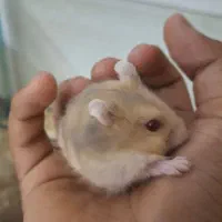 همستر کمپل البینو دونه ای ۸۰