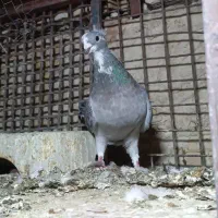 مینا طاووسی