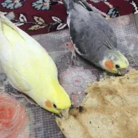 عروس هلندی گم شده|حیوانات|یزد, |دیوار