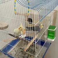 عروس هلندی مولذ|پرنده|آستارا, |دیوار