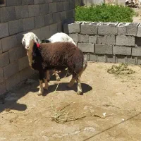 بره قوچی