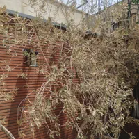 فروش کلنگی ۲۷۰ متری در شهرآرا