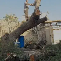 برش چوب . خرید چوب