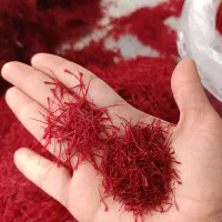 زعفران اصل و ممتاز/پیاز زعفران درشت