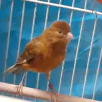 ۷تا قناری آماده.پا به پای هم دانه ۱۴۰۰