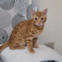 واگذاری دو عدد گربه