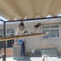 جفت کله دم سبز|پرنده|اصفهان, شفق|دیوار
