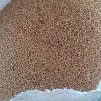 فروش گندم کوهدشت وجو محلی|گل و گیاه طبیعی|انگوت, |دیوار