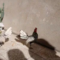 مرغ|پرنده|قم, مسجد امام حسن|دیوار