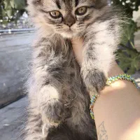 توله گربه نژاددار|گربه|شیراز, تندگویان|دیوار