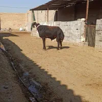 کاوه قوچ افشاری