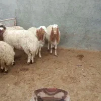 فروشی|حیوانات مزرعه|کوهسرخ, |دیوار