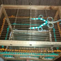 قفس پرنده|لوازم جانبی حیوانات|فردیس, فردیس|دیوار